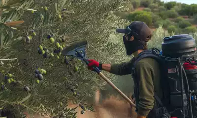 vareador de aceitunas a gasolina