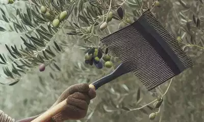 Vareadores de olivas o aceitunas