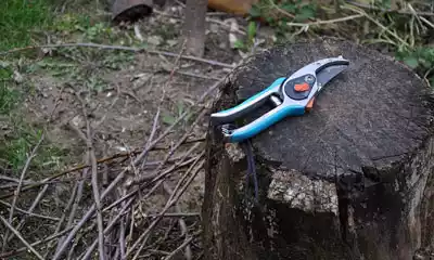 tijera de recolección