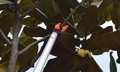 corta ramas de pértiga
