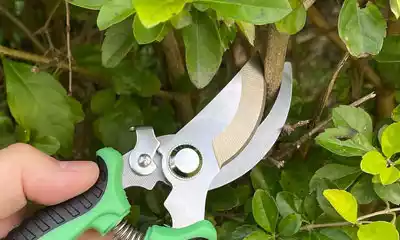 tijeras para podar árboles