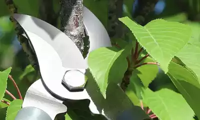 tijeras para podar árboles